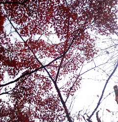 momiji2010.jpg